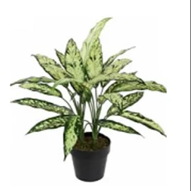 Aglaonema Varigated 