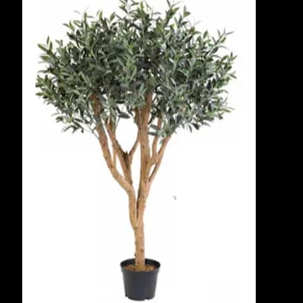 Olive Plant 