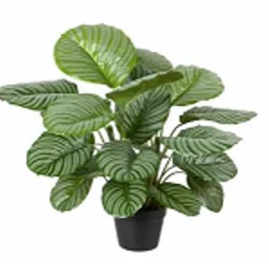 Calathea Orbifolia 