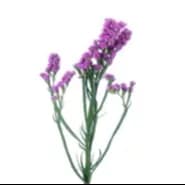 Limonium