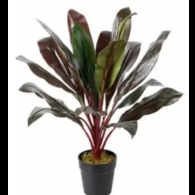 Cordyline Red 