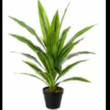 Dracaena L Lime Head 