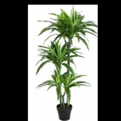 Dracaena Lemon Lime 