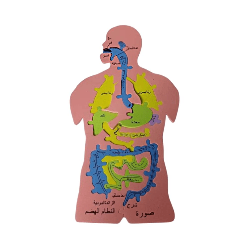 Arabic Digestive System Foam Puzzle