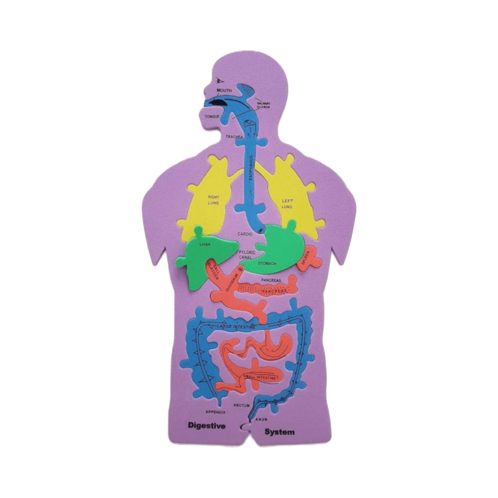 Digestive System Foam Puzzle