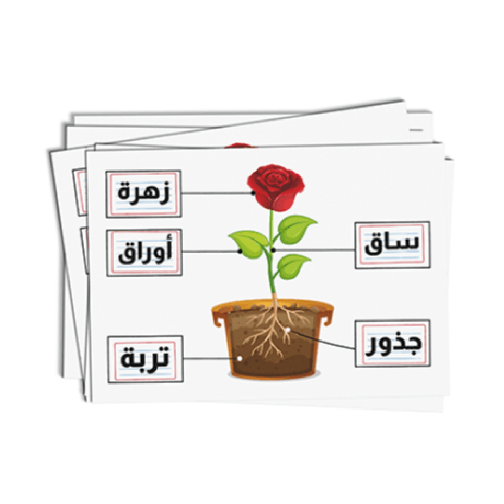 برايتو ستور بطاقات فلاش لتعليم أجزاء الزهور العربية