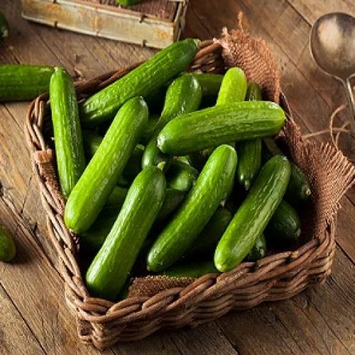 Agrico Cucumber 500G Pack