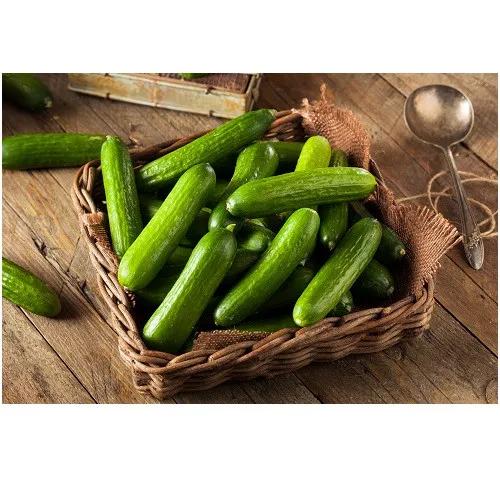 Agrico Cucumber 1Kg Tray