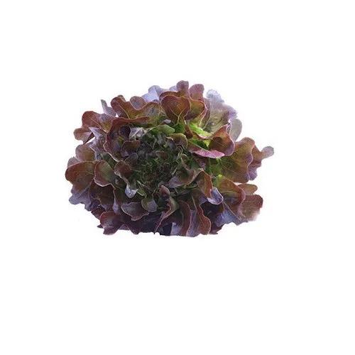 Lettuce Red Oak Pc