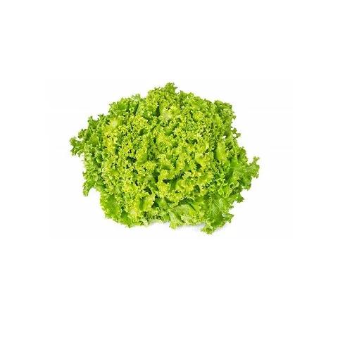 Lettuce Lollo Bionda Pc