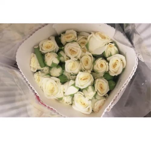 White Baby Rose