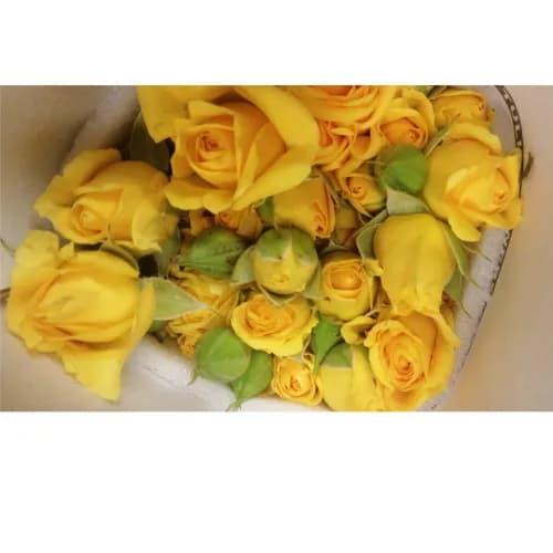 Yellow Baby Rose