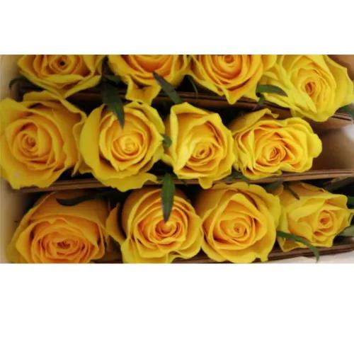 Yellow Rose