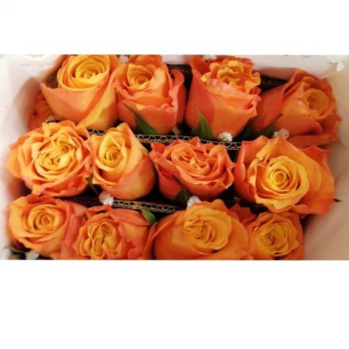 Orange Rose