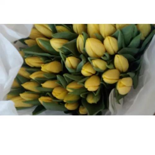 Yellow Tulip