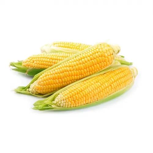 Corn Yellow Kg