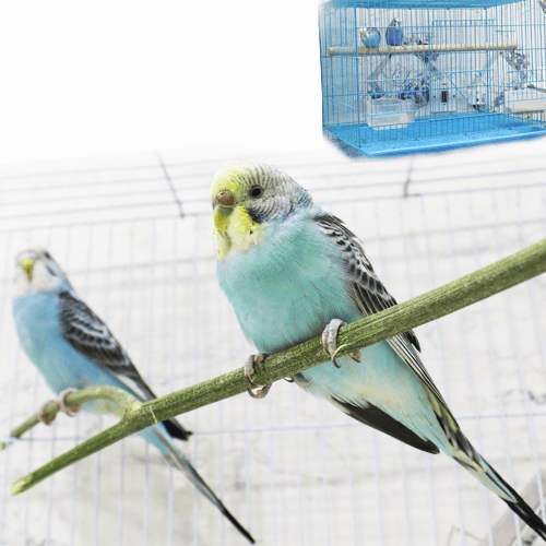 Two Pairs Of Budgies, Male And Female, With A Cage 002