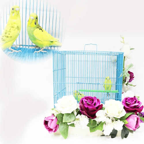 Couple of lovebirds with a cage decorated with colorful roses