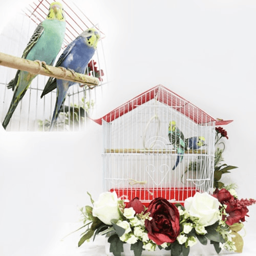 Colorful Flower Cage With 2 Pair Of Budgies