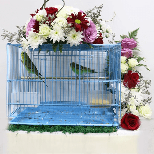 Colorful Flower Cage With 2 Pair Of Budgies