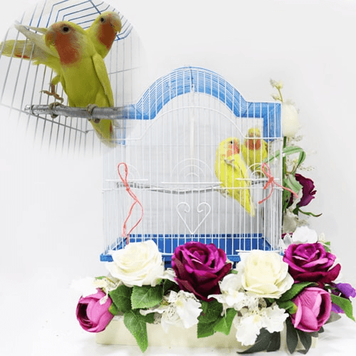 Two pairs of little parrot birds with a cage decorated with colorful roses 002