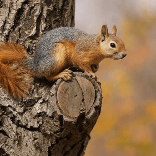 squirrel