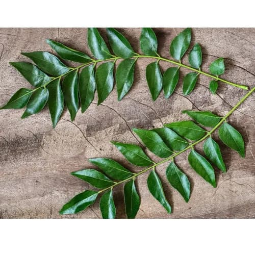 Curry Leaves - Ind