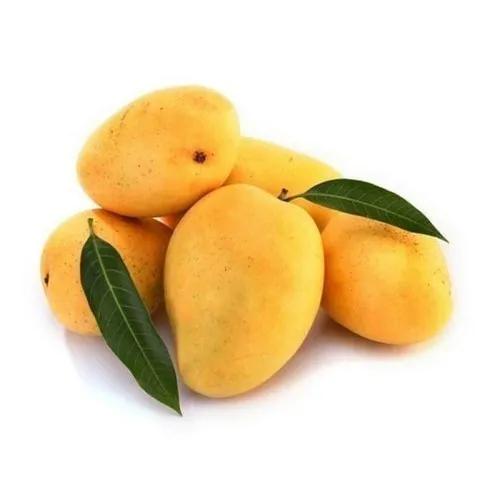 Mango Alphonsa India