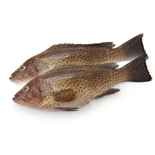 Hamuor Fish Big