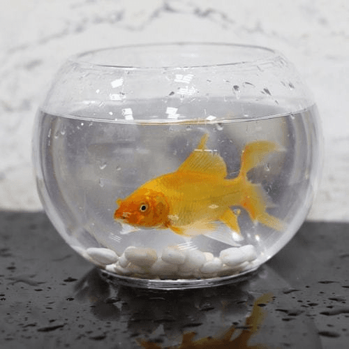 Zina fish tank with golden fish