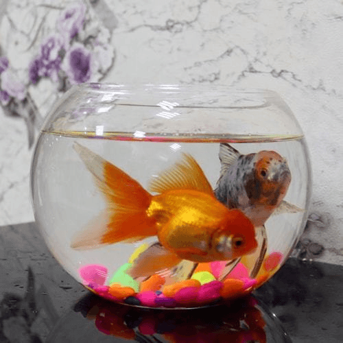 Zina fish tank with golden fish and Sortdale fish