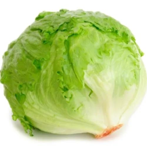 Lettuce Iceberg Spain