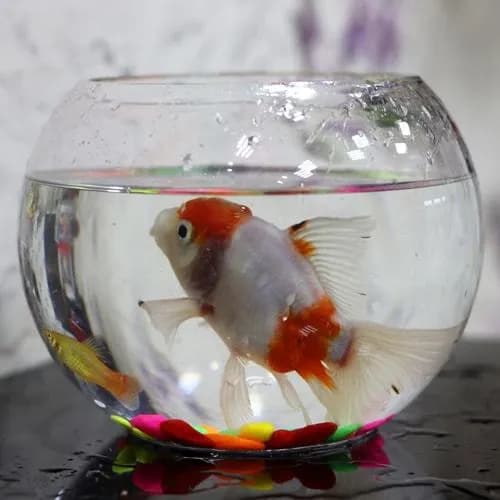 Zina fish tank with tropical molar fish