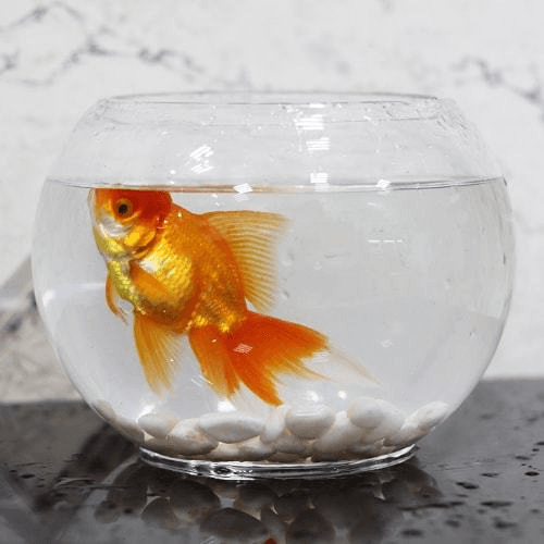 Zina fish tank with golden fish 04