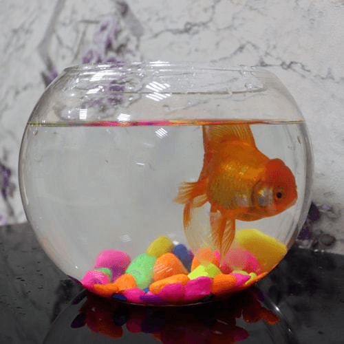 Zina fish tank with golden fish 07