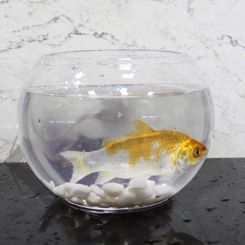 Zina fish tank with tropical molar fish 02