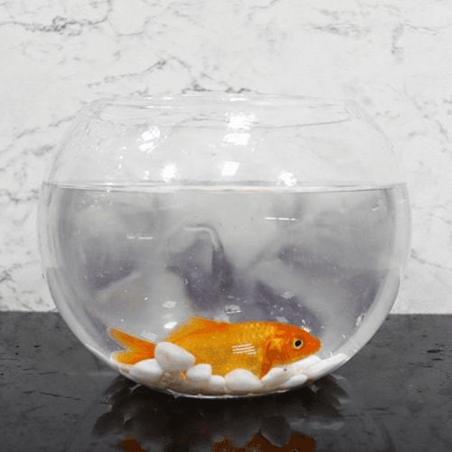 Zina fish tank with golden fish