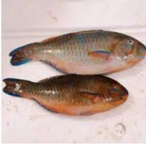 Parrot Fish (Without Clean) 1Kg