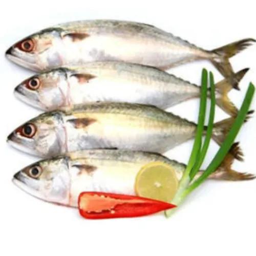 Mackerel Fish Big (Without Clean) 1Kg