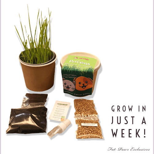 Pet Grass Growing Kit