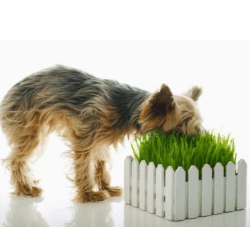 Pet Grass Growing Kit