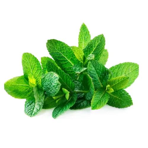 Fresh Mint Leaves 1 Pack