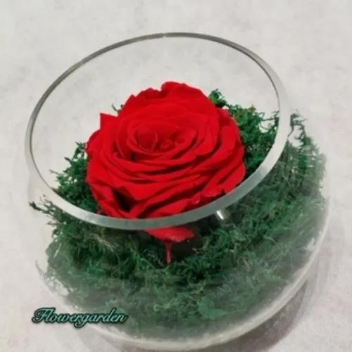 Preserved Rose 2