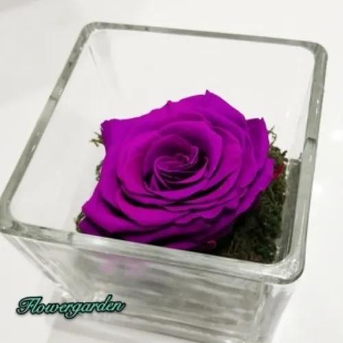 Preserved Rose 1