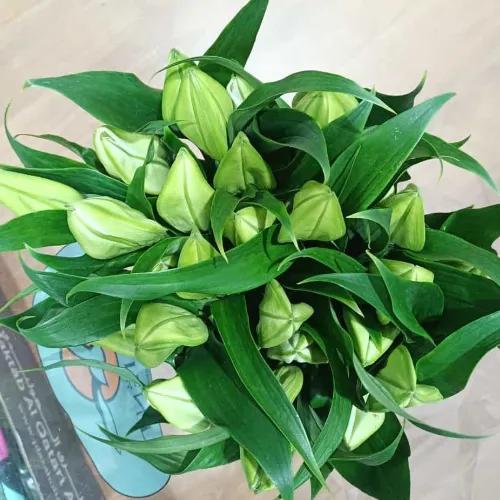 A6 Wholesale Lily White