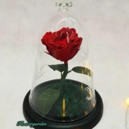 Preserved Rose 3