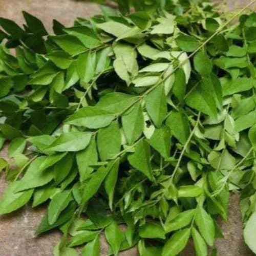 Curry Leaves 1 Bundle