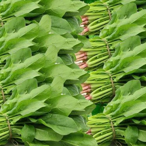 Palak Spinach 1 Pack