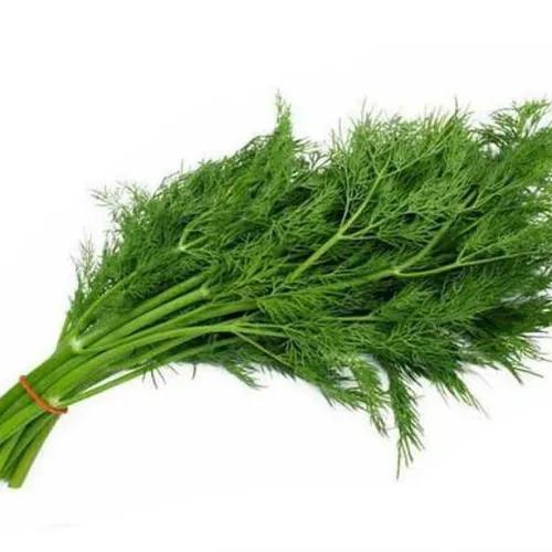 Dill Leaves 1 Bunch