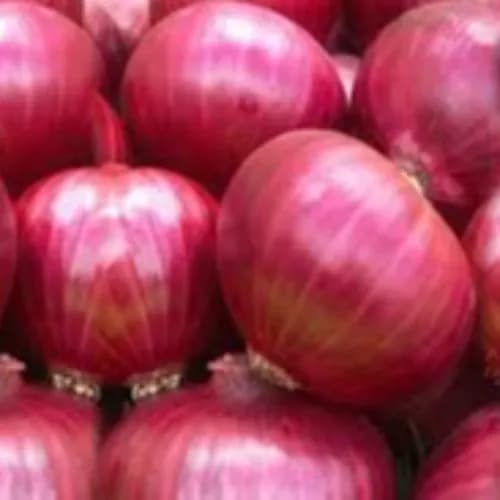 Onion 1 Kilo